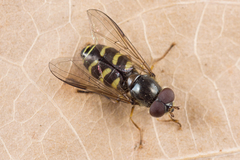 Dasysyrphus