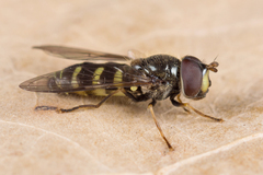 Dasysyrphus