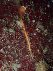 Tubulanus