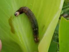 Geshna cannalis