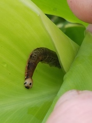 Geshna cannalis