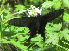 Papilio macilentus