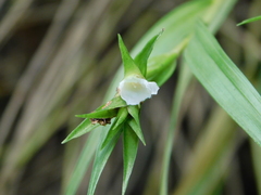 Elleanthus caricoides