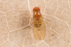 Drosophila phalerata