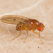 Drosophila - Photo (c) Nikolai Vladimirov, μερικά δικαιώματα διατηρούνται (CC BY-NC), uploaded by Nikolai Vladimirov
