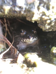 Fejervarya kawamurai