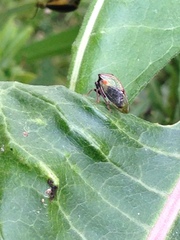 Stictocephala basalis