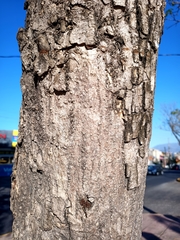 Roseodendron donnell-smithii