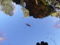 Limnoporus rufoscutellatus