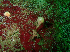 Boltenia villosa