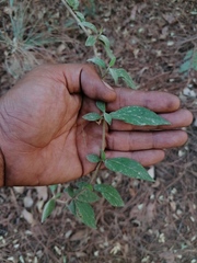 Archibaccharis hirtella