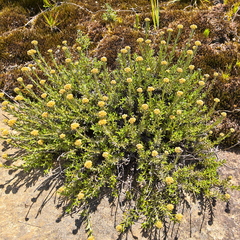Helichrysum trilineatum
