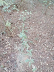 Archibaccharis hirtella