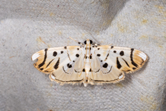 Pycnarmon radiata