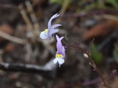Nemesia cheiranthus
