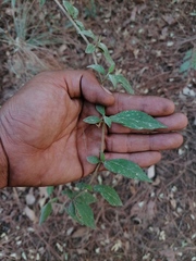 Archibaccharis hirtella