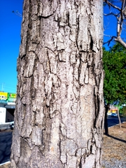 Roseodendron donnell-smithii