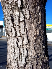 Roseodendron donnell-smithii