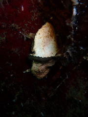 Cryptolithodes typicus