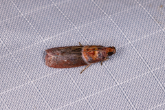 Ptyomaxia swinhoeella