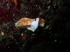 Cryptolithodes typicus