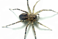Ornodolomedes