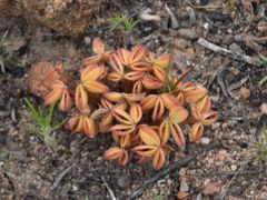 Oxalis stokoei