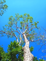 Roseodendron donnell-smithii