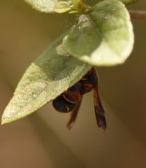 Leucospis slossonae