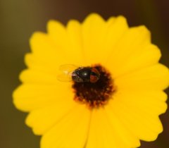 Eusiphona