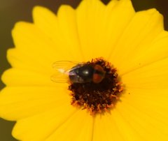 Eusiphona