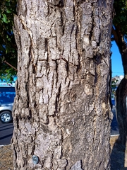 Roseodendron donnell-smithii