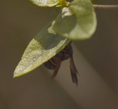 Leucospis slossonae
