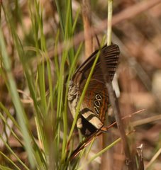 Neonympha helicta