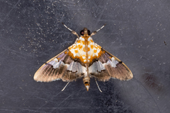 Aetholix flavibasalis