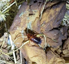 Blattodea