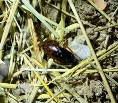 Blattodea
