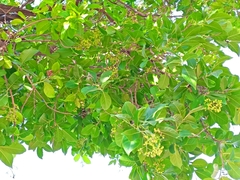 Ehretia tinifolia