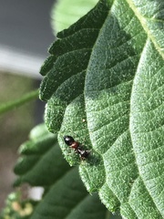 Synemosyna formica