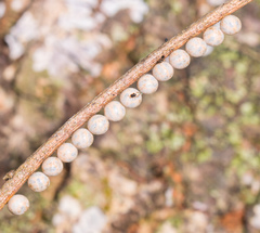 Tessaratoma papillosa