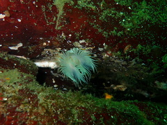 Protula pacifica