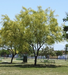 Parkinsonia aculeata