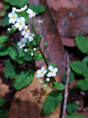 Trigonotis formosana