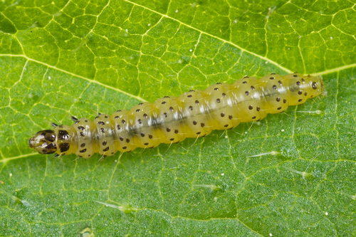 Common Nettle-tap