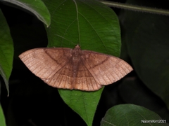 Lygniodes endoleucus