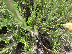 Helichrysum trilineatum