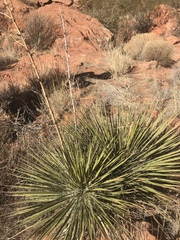 Yucca angustissima