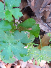 Phytomyza saniculae