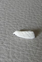 Earias paralella