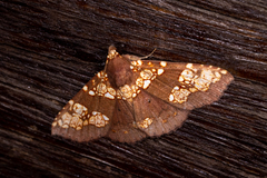 Saroba pustulifera